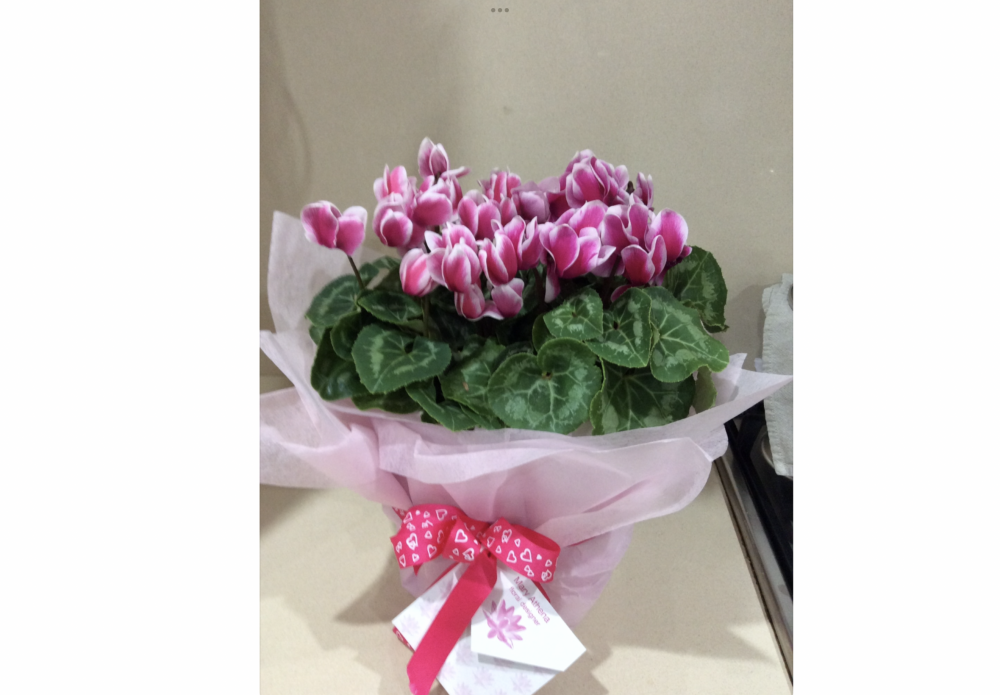 Seasonal flowering plant